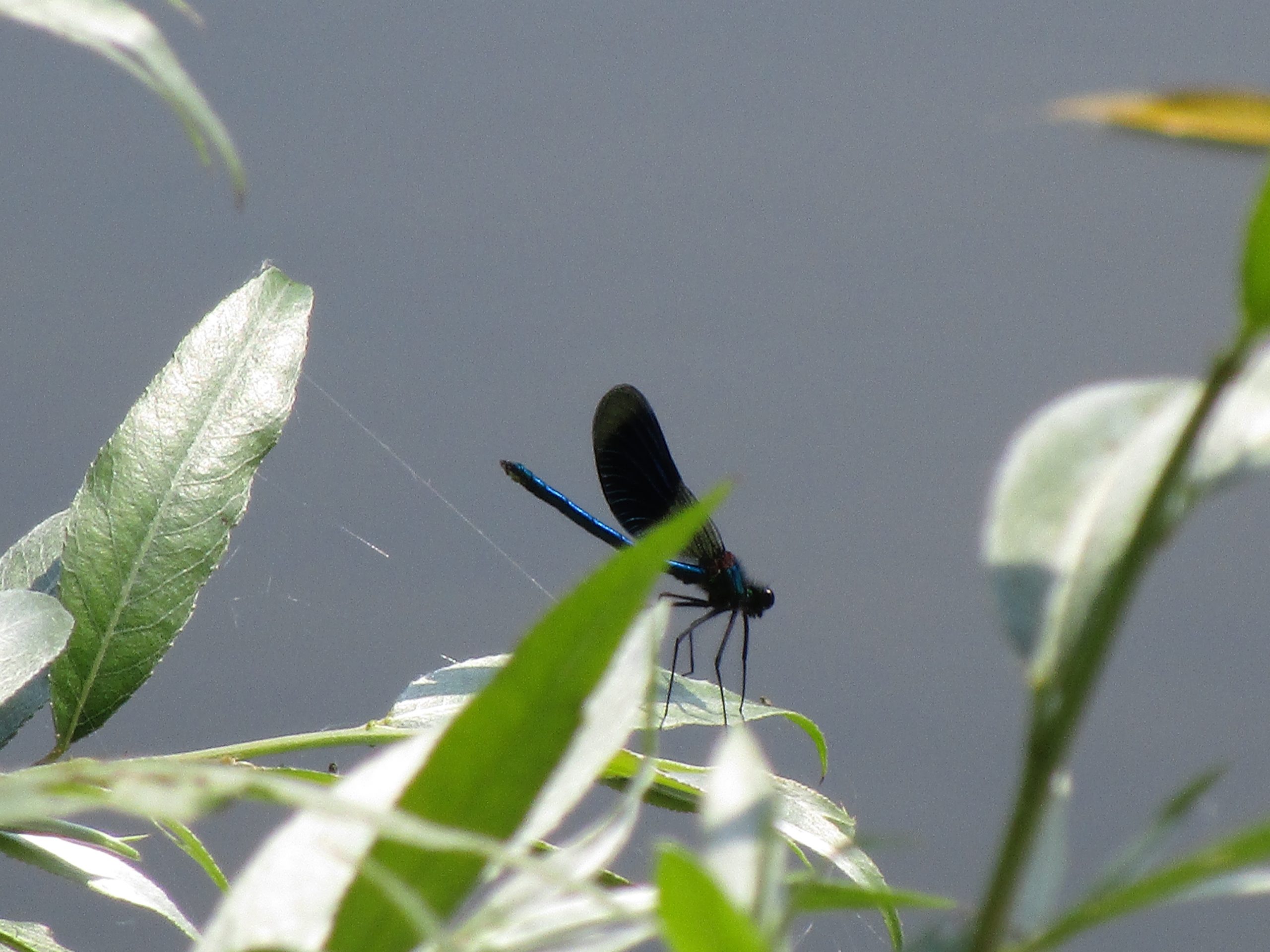 As Kingfishers Catch Fire--image of a dragonfly by water