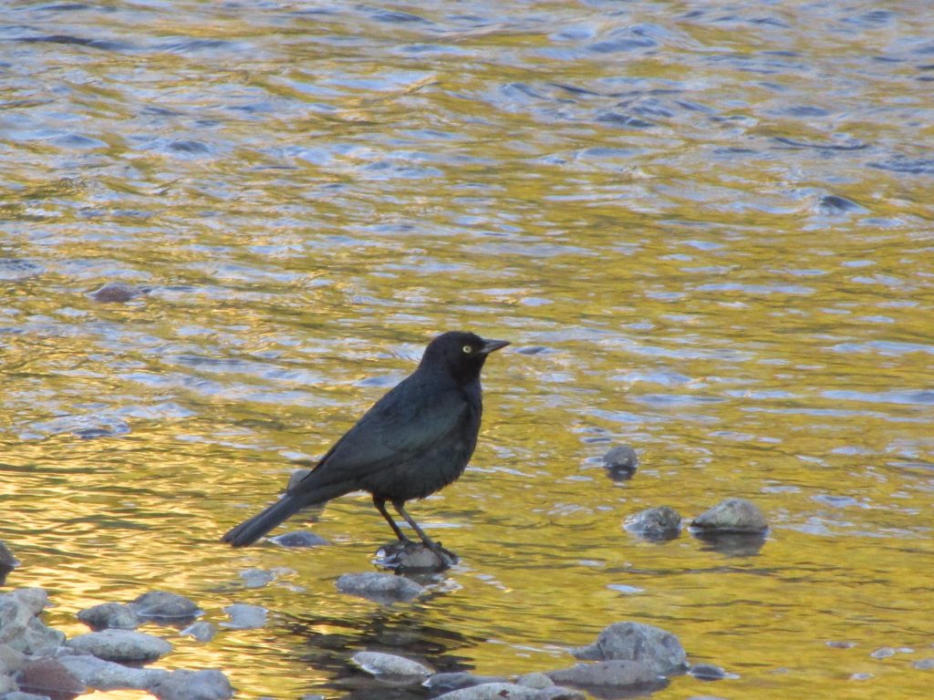 Ballad of Songbird and Snakes--a blackbird in the stream