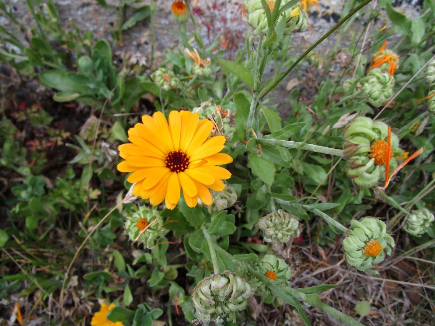 Yellow wildflower