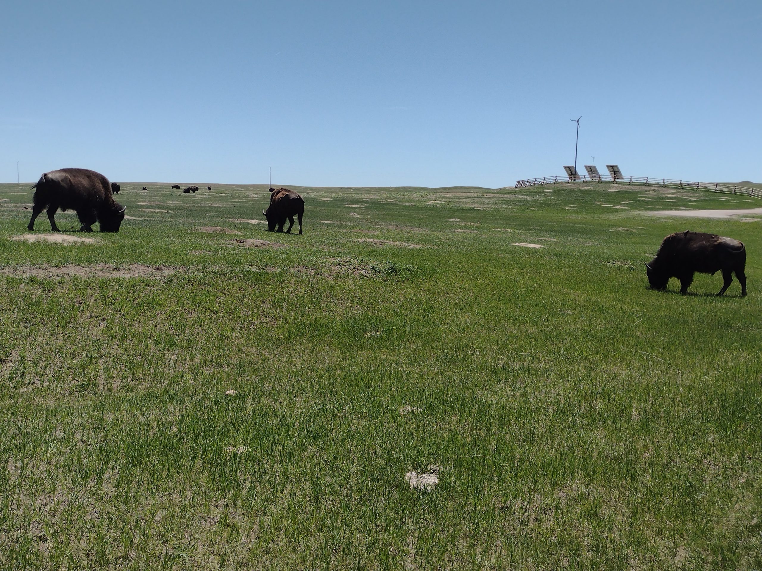 American Son--picture of buffalo grazing