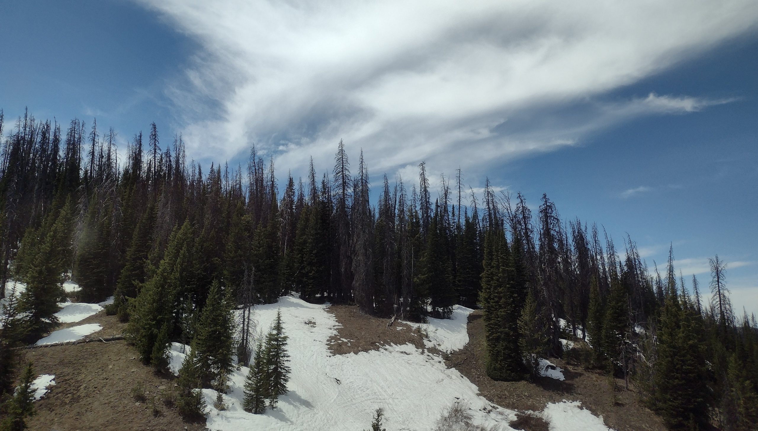 The Bear and the Nightingale--Evergreen trees on a snowy hillside