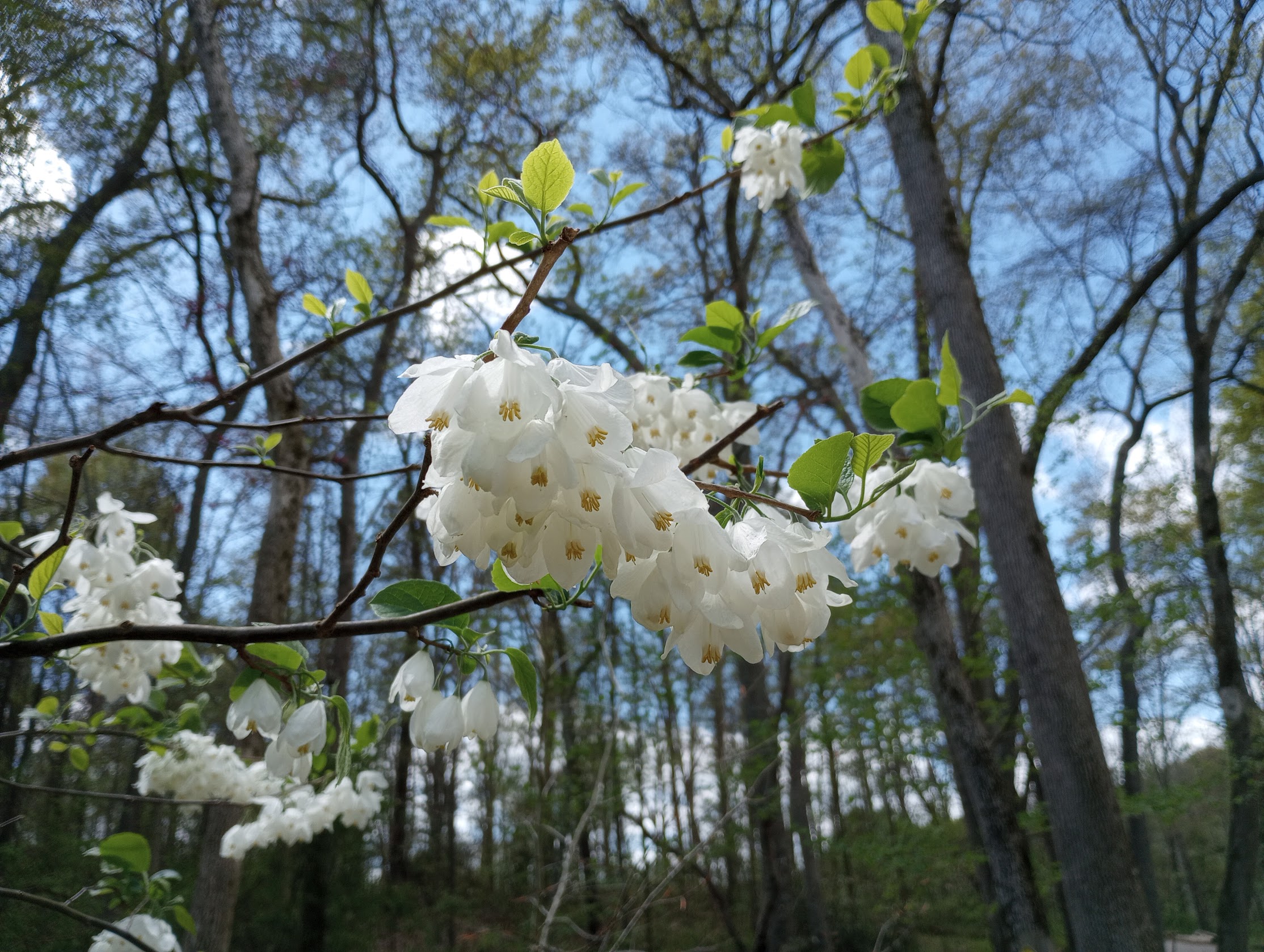 Pilgrim at Tinker Creek: The Art of Being Present