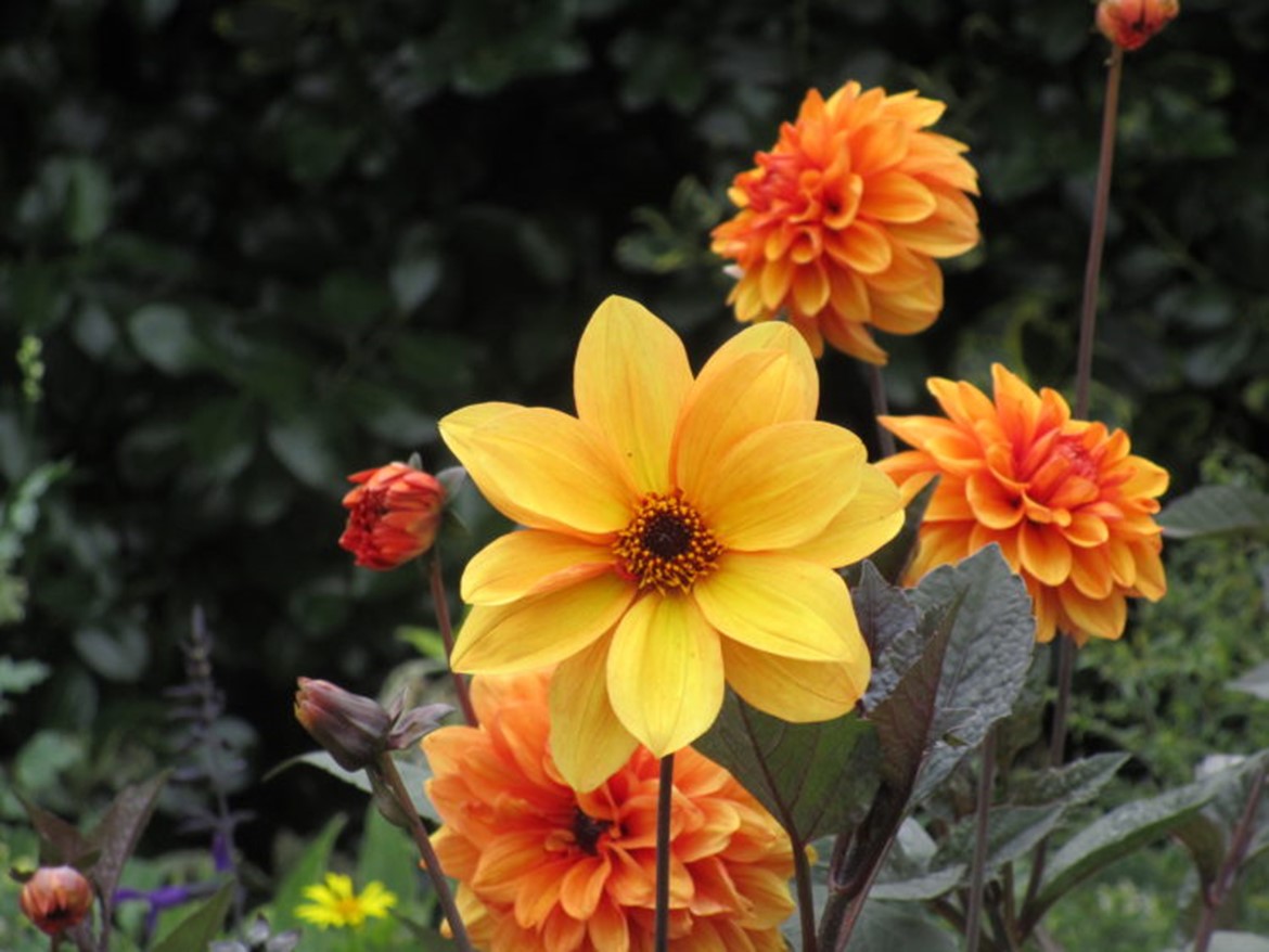 The Giver cover image--a bright yellow flower in front of orange flowers