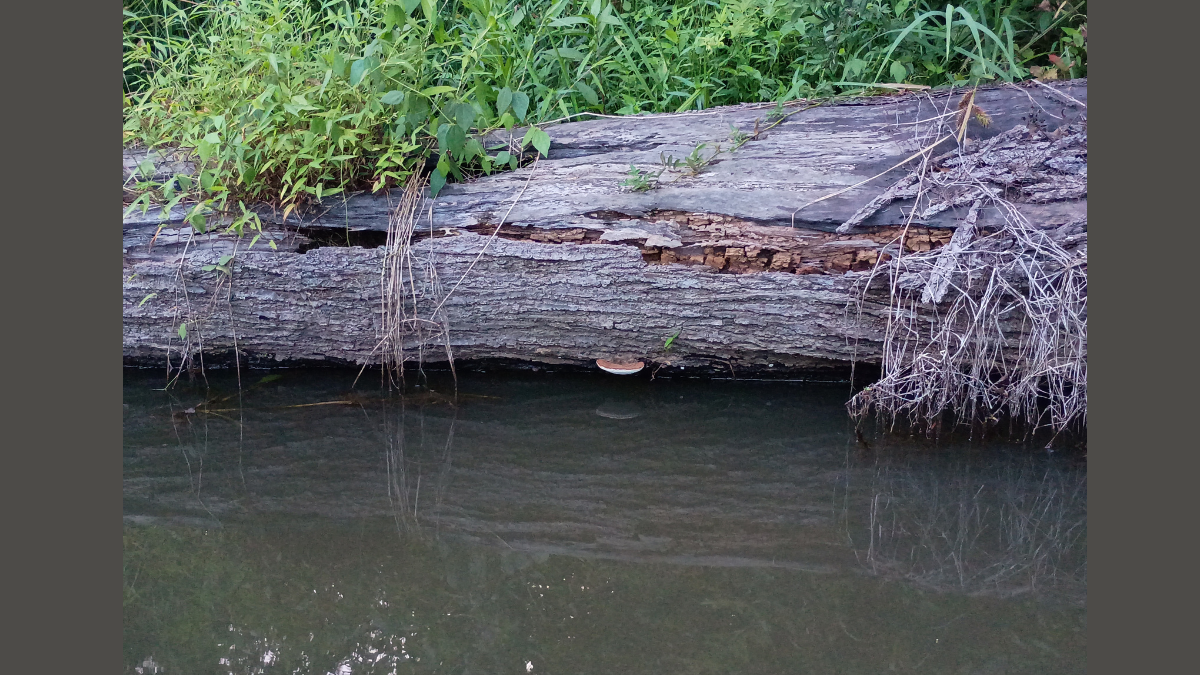 The Wind in the Willows: A Lesson in Regret & Repentance
